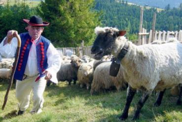 Stada owiec mają uratować Beskidy i Jurę